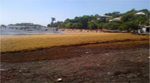 MARTINIQUE. Mise en place d’un barrage anti-sargasses au Marigot.