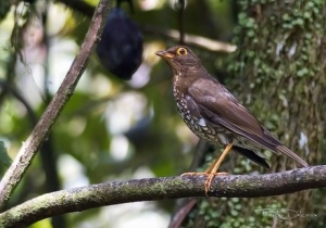 GUADELOUPE. Interdiction de la chasse de la grive a pieds jaunes  pour la saison 2016-2017