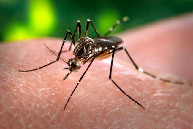 MARTINIQUE. Tour des Yoles Rondes 2016, Tous mobilisés contre le ZIKA !