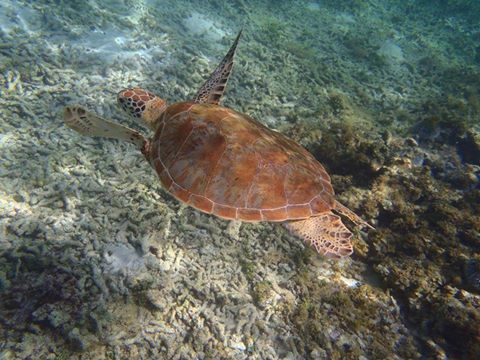 GUADELOUPE. Communiqué de la Préfecture afin de protéger les tortues.