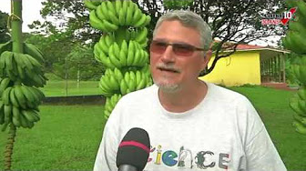 [Vidéo] GUADELOUPE. Congrès autour de la banane à Capesterre. Reportage Canal 10