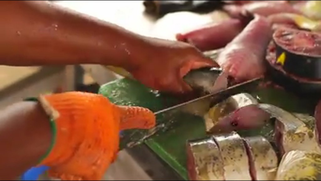 [vidéo] GUADELOUPE. Une Journée pour animer le port de pêche de Port-Louis
