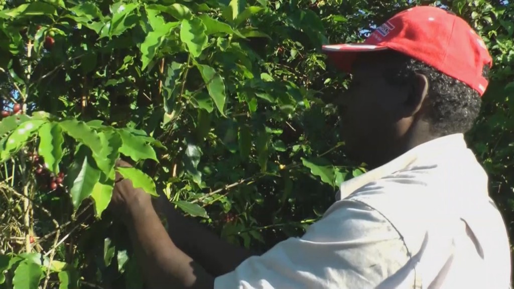 [Vidéo] GUADELOUPE 1ère Assemblée du Syndicat Agricole des Planteurs de Café