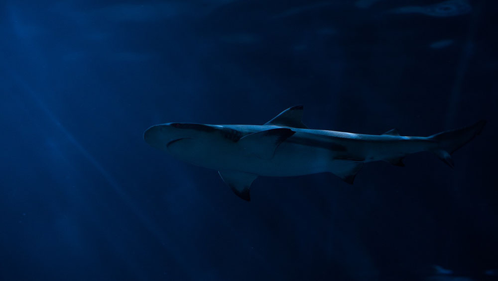 REUNION. Un requin tigre de 2,5 m observé à la pointe des Aigrettes (Freedom)
