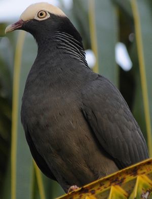 GUADELOUPE. Suspension de la chasse du pigeon à couronne blanche