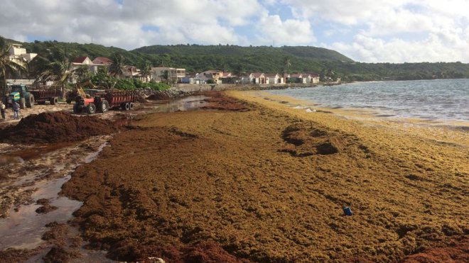 GUADELOUPE. La mission sargasses aux Saintes, ce mercredi 13 décembre : point de situation et visites des sites impactés