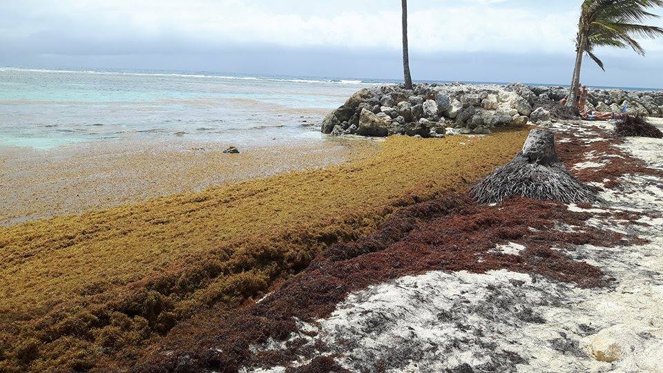 GUADELOUPE. Sargasses : le préfet et les élus font le point sur les premiers échouages à Marie-Galante GUADELOUPE. Sargasses : le préfet et les élus font le point sur les premiers échouages à Marie-Galante
