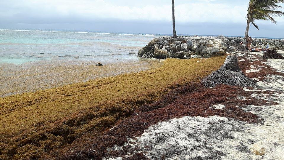 GUADELOUPE. Sargasses : le préfet et les élus font le point sur les premiers échouages à Marie-Galante