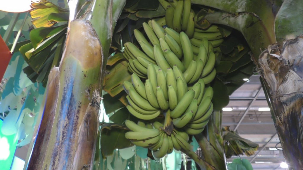 [Vidéo] HEXAGONE . Spécial Salon Agriculture Banane de Guadeloupe et Martinique