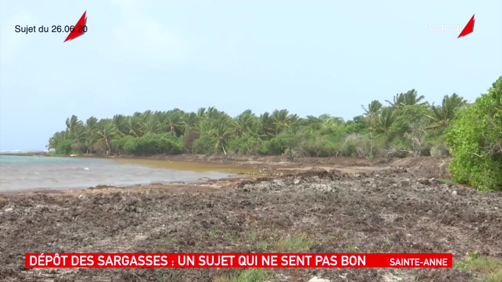 Onews Guadeloupe. Gestion des Algues brunes à Sainte Anne (Reportage canal 10)
