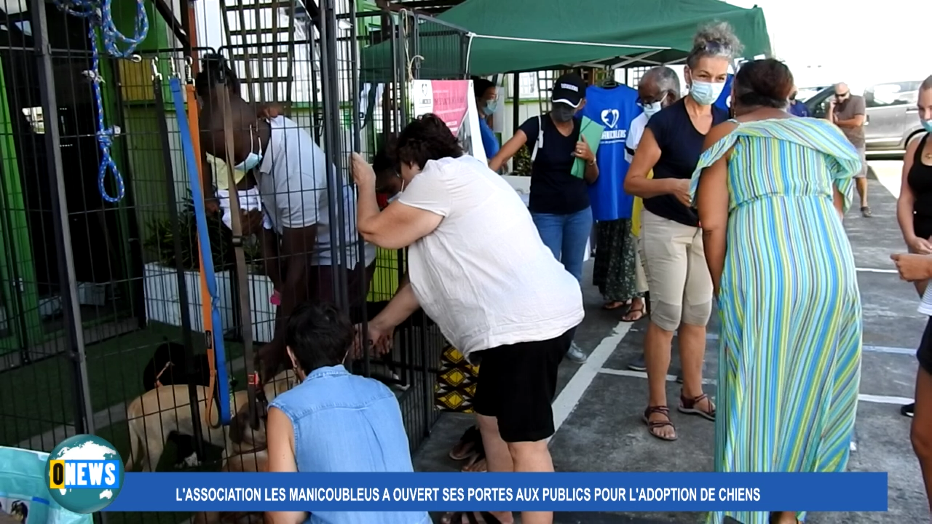 [Vidéo] Martinique. Portes ouvertes pour l adoption de chiens par l Association Manicoubleus