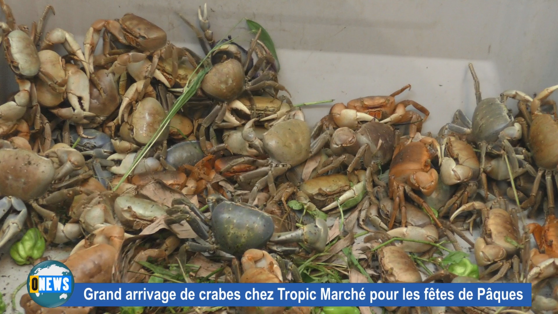 Les crabes sont arrivés à Paris chez Tropic Marché pour les fêtes de Pâques