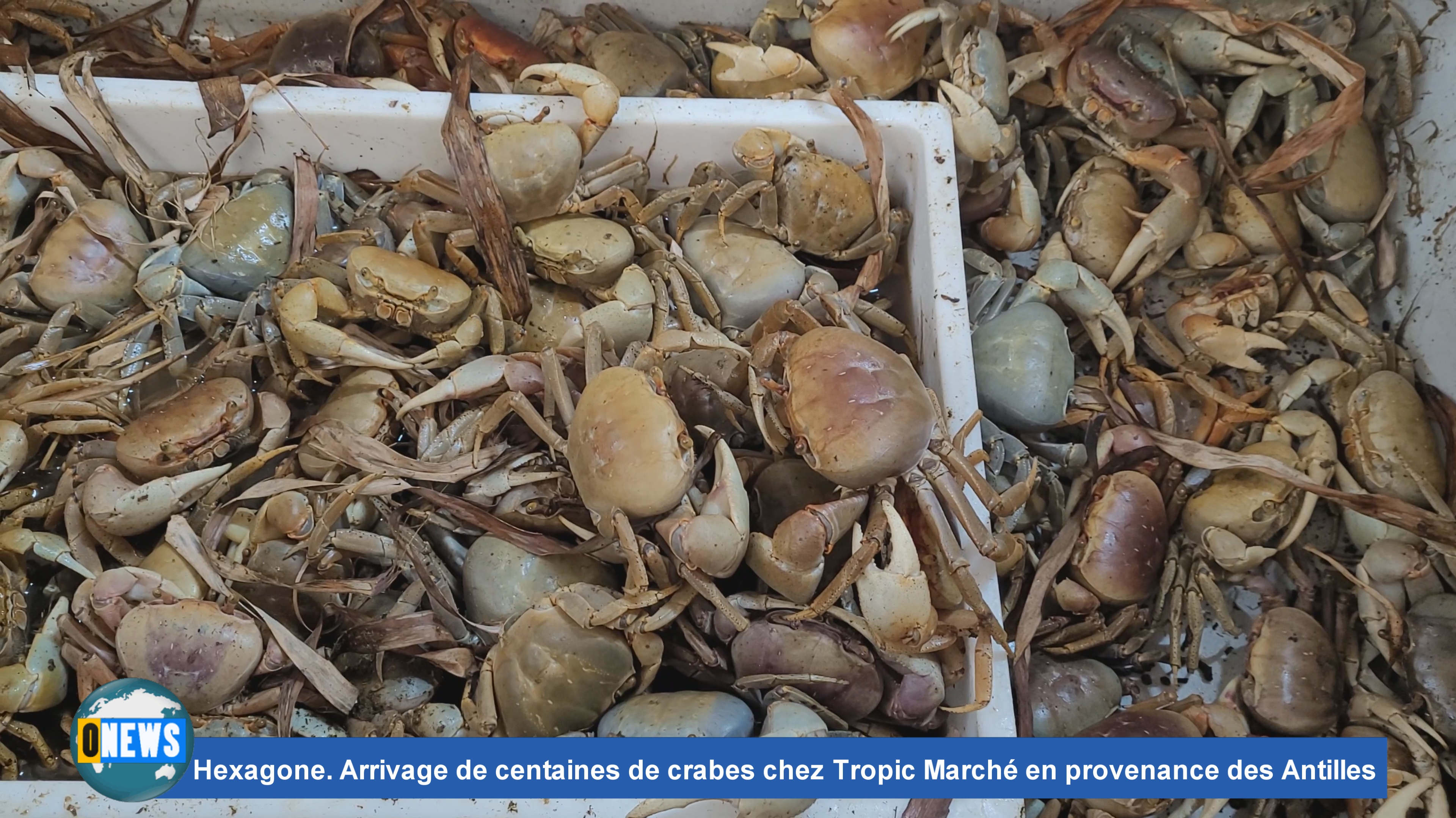 Hexagone. Arrivage de centaines de crabes chez Tropic Marché en provenance des Antilles pour les fêtes de Pâques