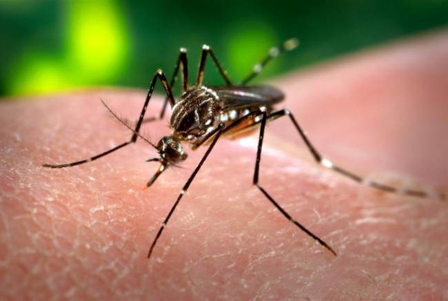 GUADELOUPE. Le point sur l épidémie du zika
