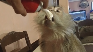 [Vidéo] La vidéo de la semaine, un singe qui mange de la chantilly