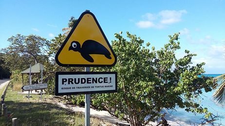 GUADELOUPE. Automobilistes attention à la ponte des tortues à Saint Louis de Marie Galante.