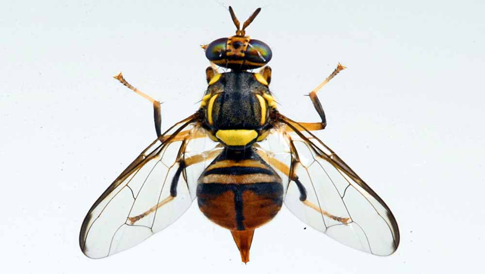 REUNION. Arbres fruitiers. La mouche orientale des fruits menace les mangues réunionnaises (Source freedom)