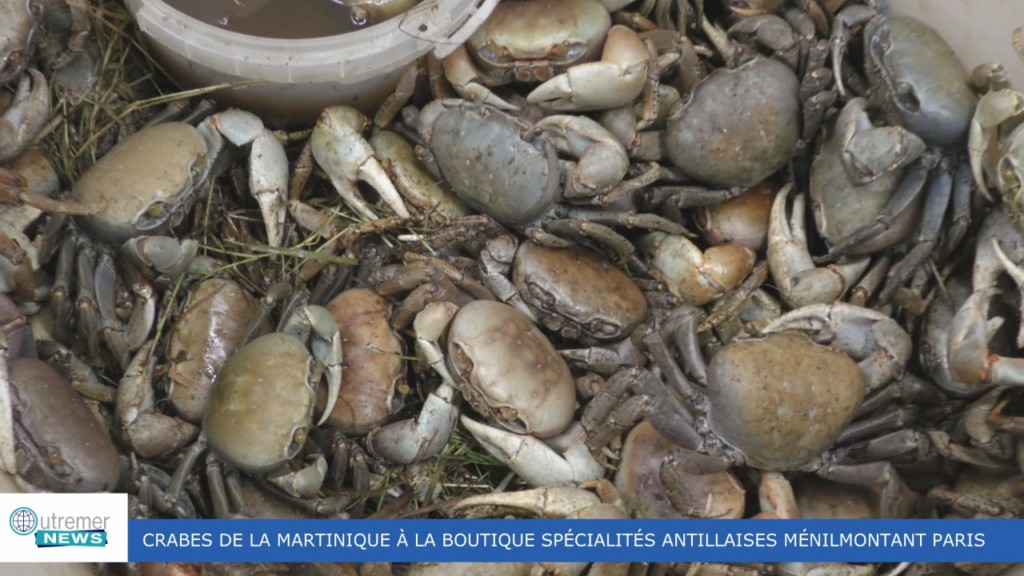 [Vidéo] HEXAGONE. Arrivage de crabes à Paris depuis la Martinique pour les fêtes de Pâques