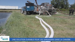 [Vidéo] HEXAGONE. Une Solution Durable Pour Les Sargasses Dans La Caraïbe