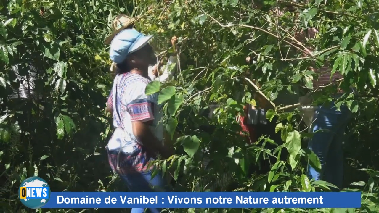 [Vidéo] Guadeloupe. Reportage sur le Domaine de Vanibel. ONEWS Guadeloupe.