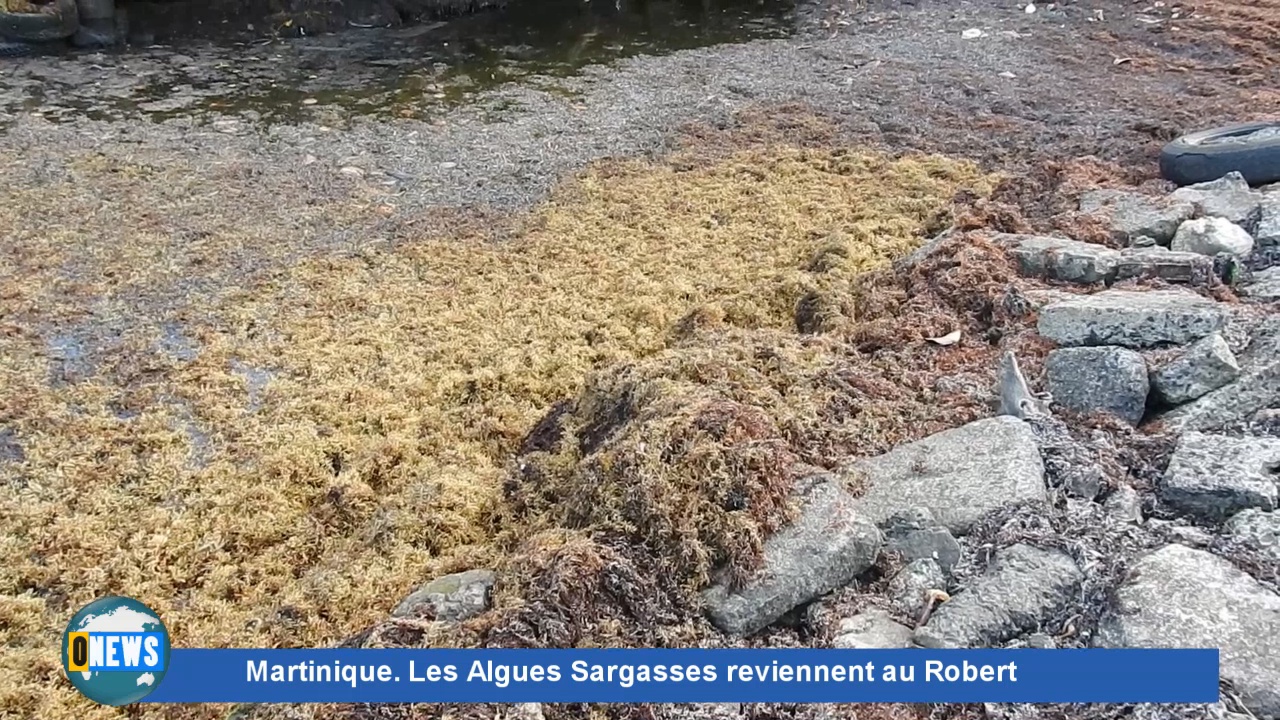 [Vidéo] Onews Martinique. Les Sargasses envahissent à nouveau la commune du Robert.