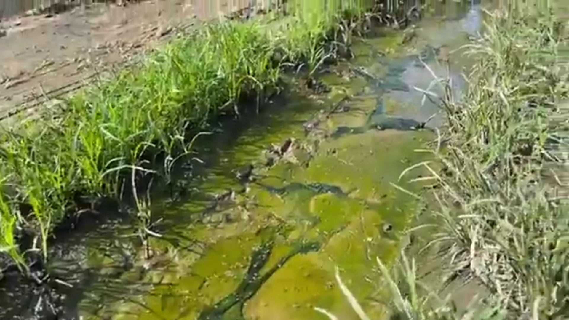 [Vidéo] Onews Guadeloupe. Ce que vit une habitante en raison des eaux usées (canal 10)