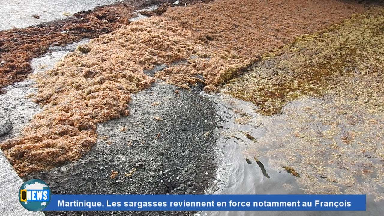 [Vidéo] Onews Martinique . Les sargasses reviennent en force notamment au François.