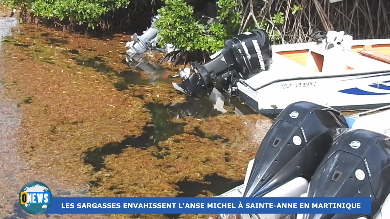 [Vidéo] Onews Martinique. Arrivée massive des sargasses à l’Anse Michel à Sainte Anne