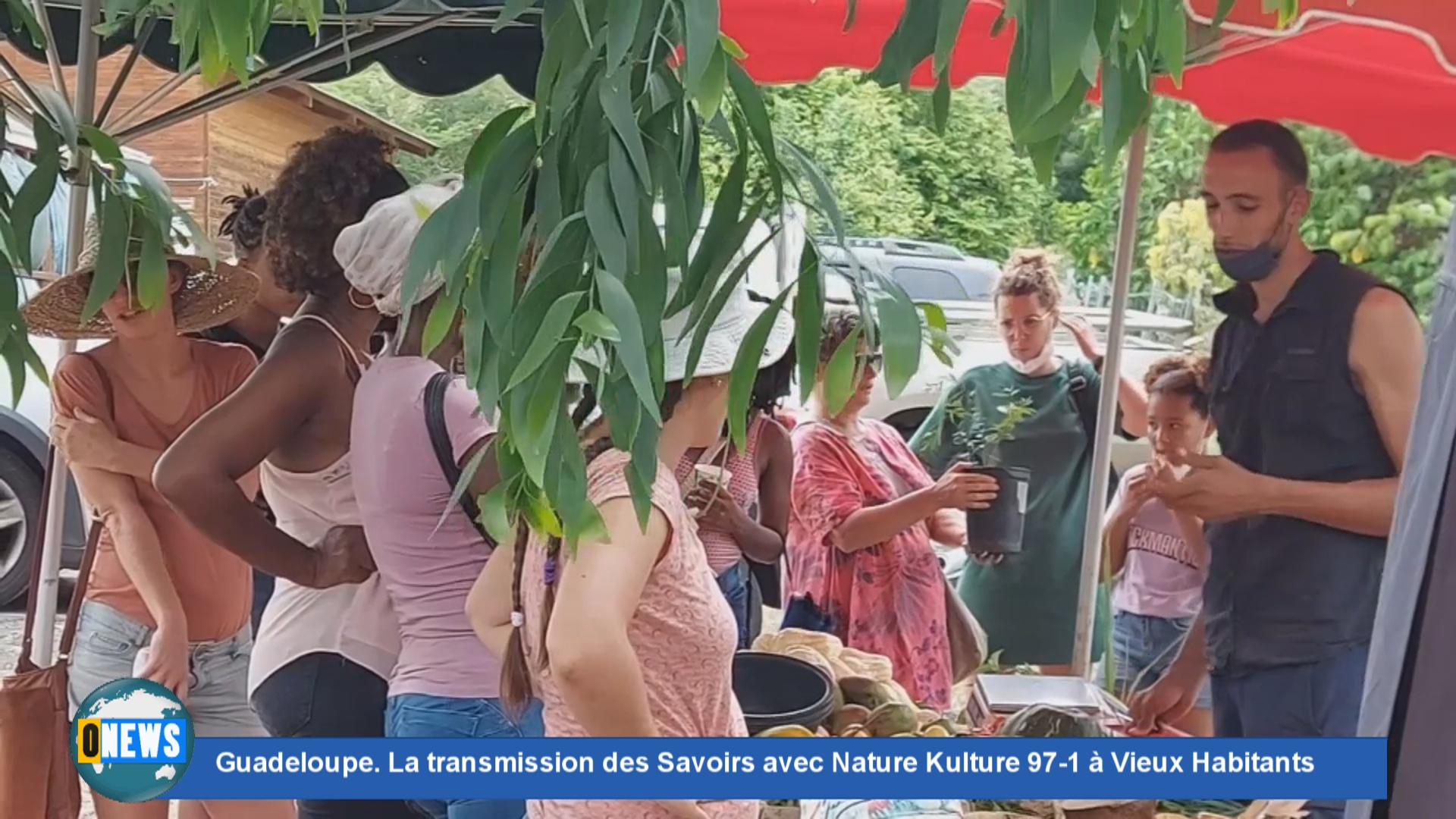 [Vidéo] Onews Guadeloupe. La transmission des Savoirs avec Nature Kulture 97-1 à Vieux Habitants