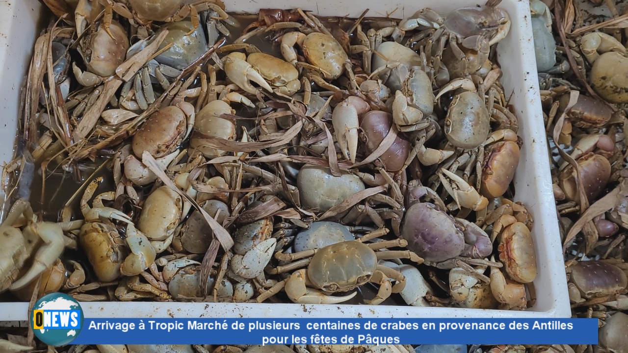 [Vidéo] Arrivage à Tropic Marché (Saint ouen) de plusieurs  centaines de crabes en provenance des Antilles pour les fêtes de Pâques
