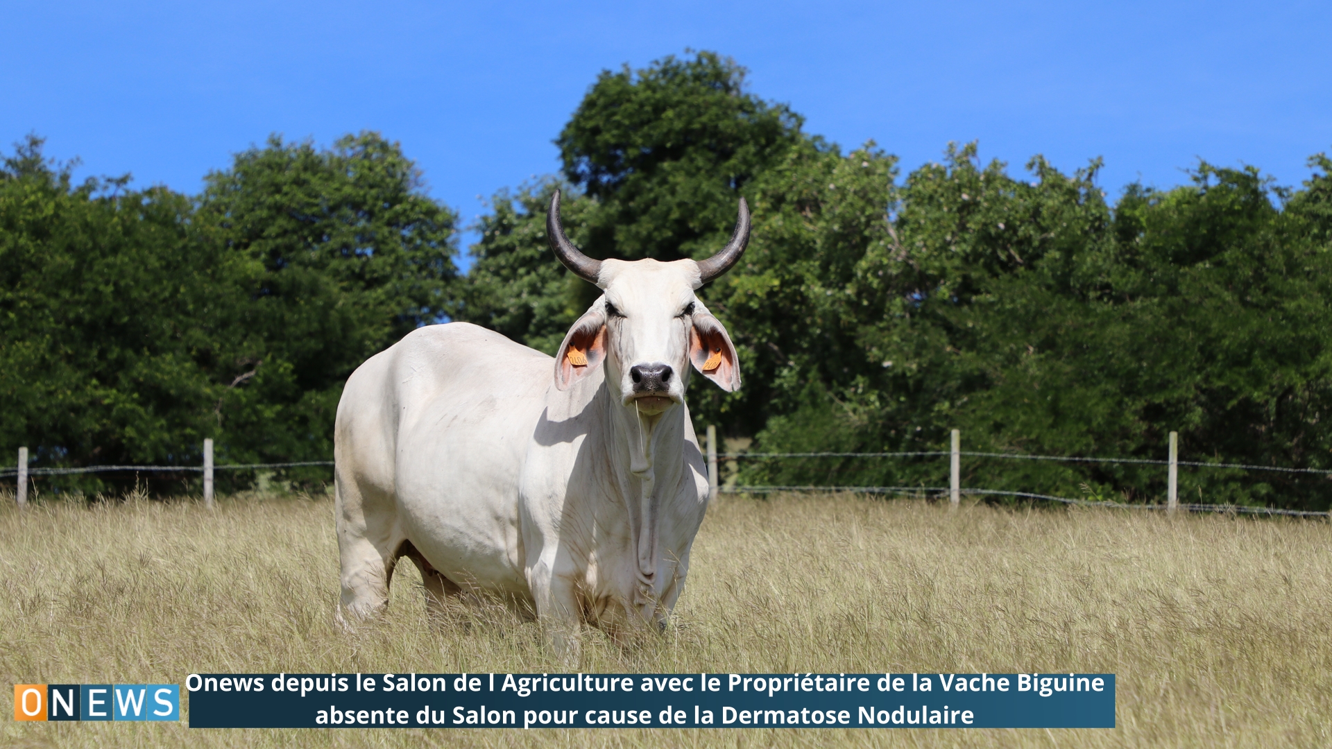 Onews depuis le Salon de l Agriculture avec le Propriétaire de la Vache Biguine Martinique  absente du Salon pour cause de la Dermatose Nodulaire