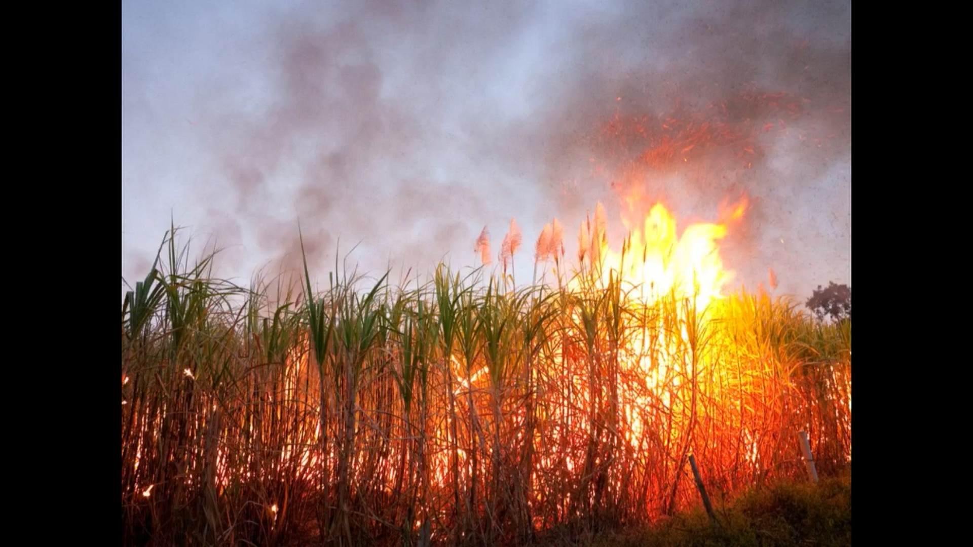 Onews Guadeloupe le jt de Canal 10